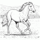 الحصان على مزرعة