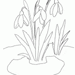 أزهار الثلج