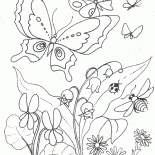 الزنابق تتفتح