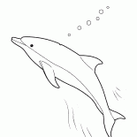 دلفين