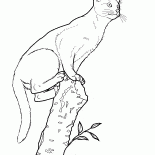 القط الحبشي