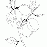 الخوخ على فرع