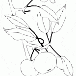 التفاح فرع شجرة