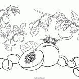 الخوخ والمشمش والبرقوق