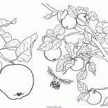 التفاح فاكهة شجرة