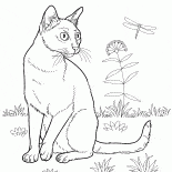 بومباي القط