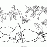 الكمثرى والكرز