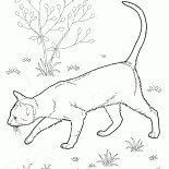 الشرقية قصيرة الشعر