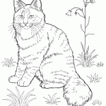 النرويجية القط الغابات