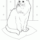 القط سيبيريا