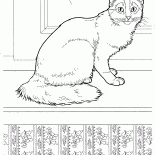 القط الصومالي