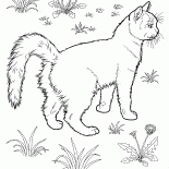 فان التركية