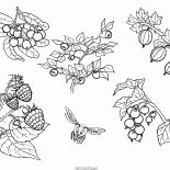 التوت المختلفة