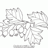 الزعرور البرى