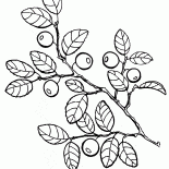 العنب البري