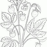 الفراولة