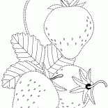 فراولة