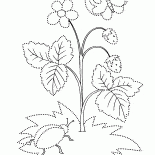 الفراولة البرية