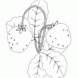 حديقة الفراولة