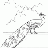 الطاووس