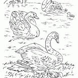 البجع في البحيرة