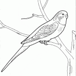 الببغاء المتكلم