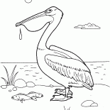 البجع طائر