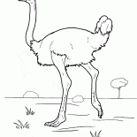 نعامة