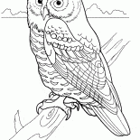 المفترس الليل