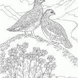 الحجل طائر