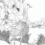 أوزة في البحيرة