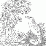 القبرة الأوراسية