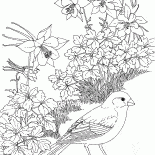 دقيق الشوفان