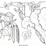 الخس والبازلاء والفول