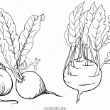 البنجر والكرنب