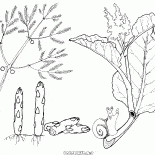 الهليون وراوند