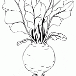 البنجر الكلاسيكية