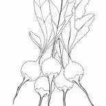 فجل