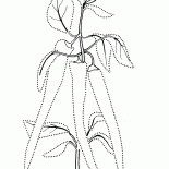 الفلفل المر