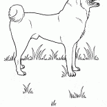 بوتش