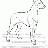 دوبيرمان