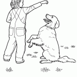 لابرادور