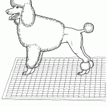 بودل