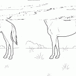 الحصان على المرج