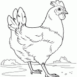 الدجاجة في المرج