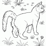 القط في الحديقة