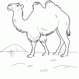 جمل