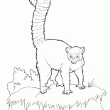 ليمور نوع من القردة