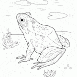 ضفدع في البحيرة