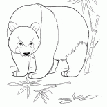 الباندا في الغابة